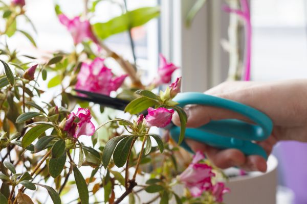 Azalea Pruning in Port Orchard