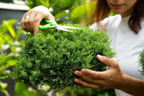 Cost of Juniper Shrub Pruning in Port Orchard