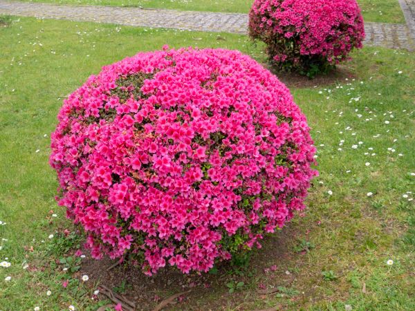 Cost of Rhododendron Pruning in Port Orchard