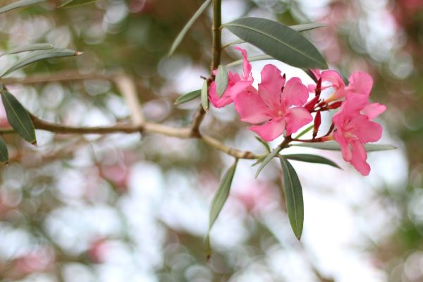 Cost of Oleander Removal in Port Orchard
