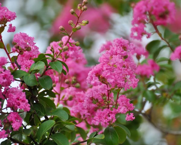 Cost of Crepe Myrtle Removal in Port Orchard
