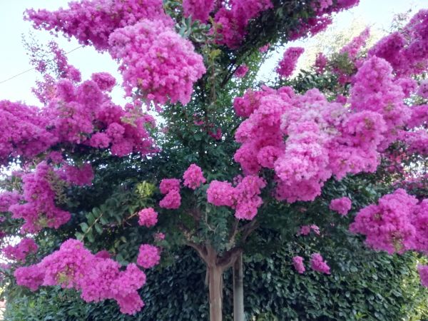 Cost of Crape Myrtle Pruning in Port Orchard