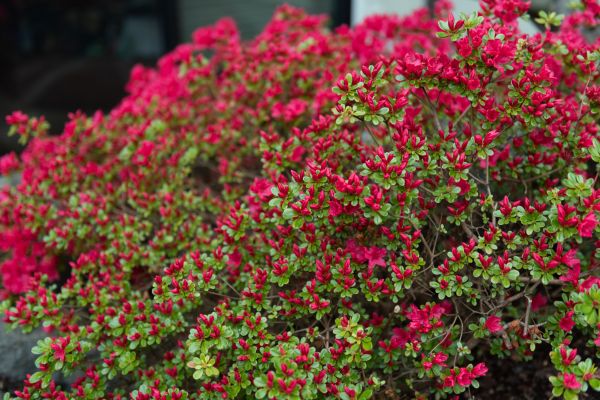 Cost of Weigela Removal Service in Port Orchard