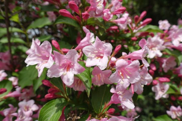 Cost of Weigela Pruning Service in Port Orchard