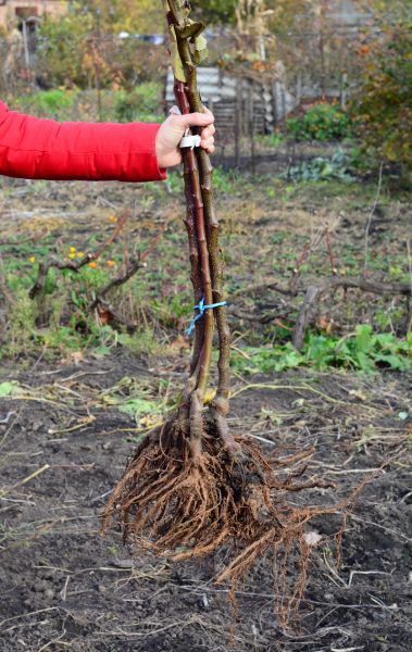 Cost of Shrub Root Removal in Port Orchard