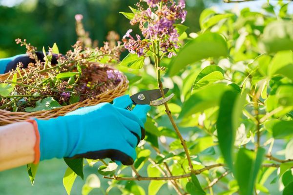 Cost of Lilac Trimming Service in Port Orchard