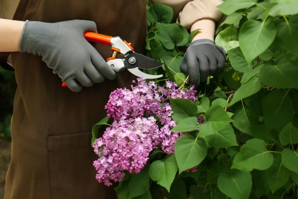 Cost of Lilac Pruning Service in Port Orchard