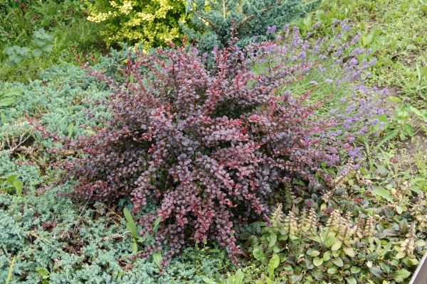 Cost of Japanese Barberry Removal in Port Orchard