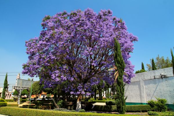 Cost of Jacaranda Pruning in Port Orchard