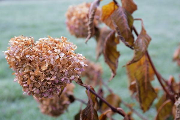Cost of Hydrangea Removal in Port Orchard