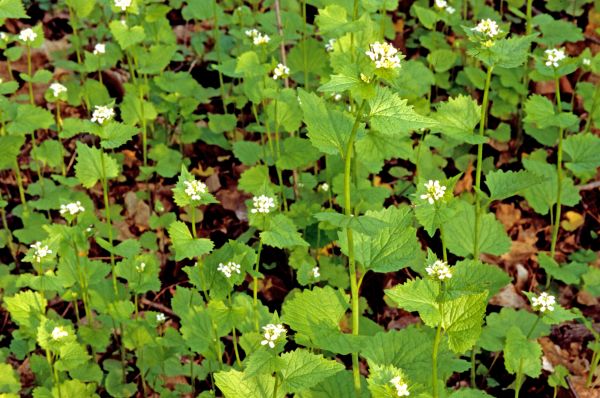 Cost of Garlic Mustard Removal in Port Orchard