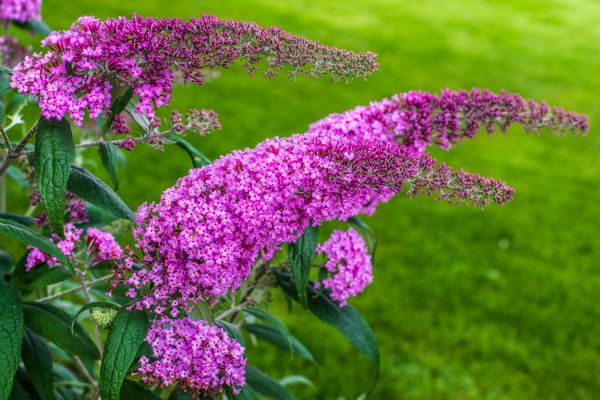 Cost of Butterfly Bush Removal in Port Orchard
