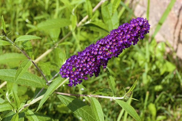 Butterfly Bush Pruning in Port Orchard
