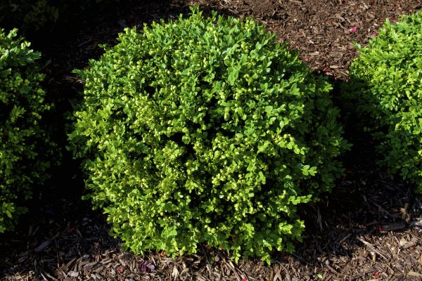 Cost of Boxwood Removal in Port Orchard