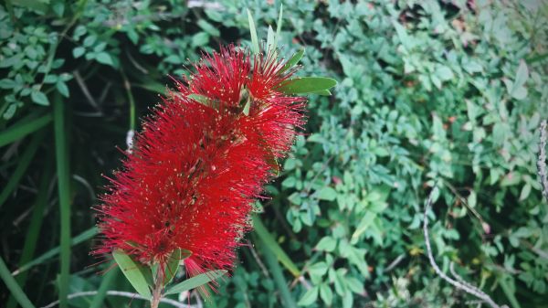 Cost of Bottlebrush Pruning in Port Orchard