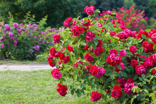 Shrub Trimming in Port Orchard