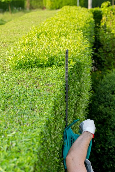 Hedge Trimming in Port Orchard