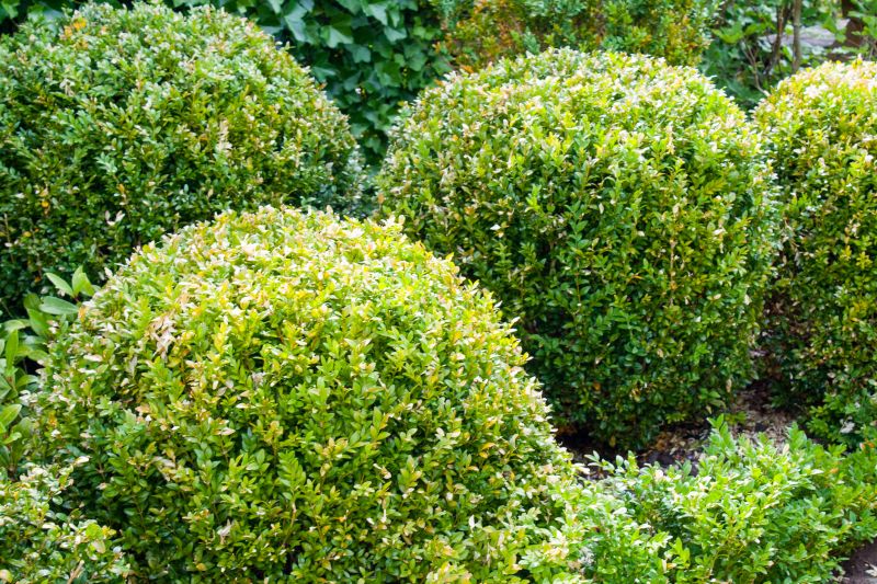 Trimmed Boxwood Bush